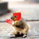 boxing-squirrel1.jpg